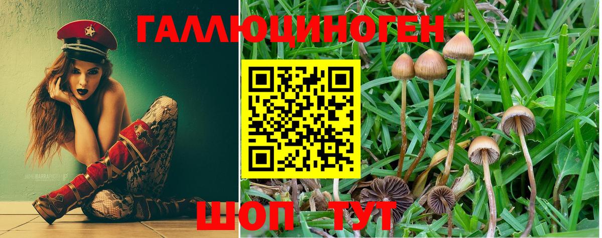 Ковров  цены   Псилоцибиновые грибы MAGIC MUSHROOMS  Вход с VPN  Галлюциногенные грибы Psilocybine cubensis 